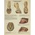 The Anatomy of the Horse - The Foot